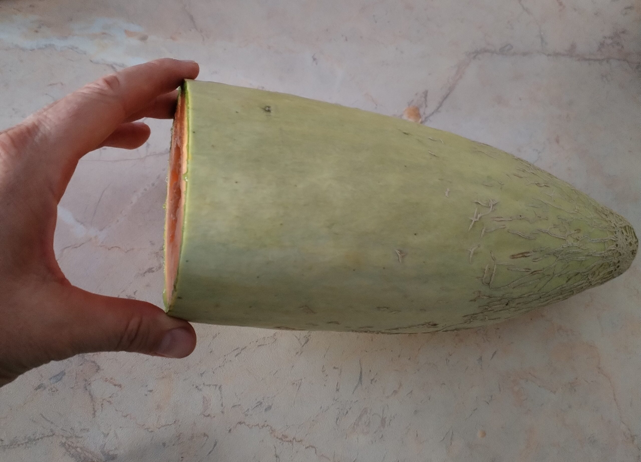 Meloun Banana na konci sezóny.