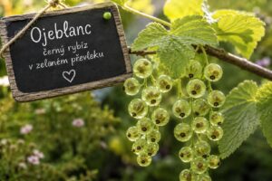 Ojeblanc je černý rybíz se zralými zelenkavými plody, jejichž téměř průsvitná slupka odhaluje drobná semínka. Nenápadné bobule překvapí sladkou chutí a připomínají mi keř, který po letech zakořenil větve ve vlhké trávě a vytvořil několik nových sazenic.